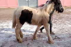 IMG-20250217-WA0001