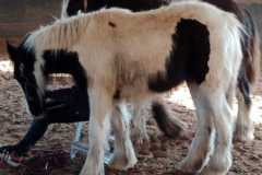 IMG-20250217-WA0010
