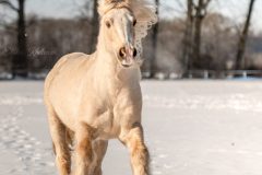 DSC_9328-scaled